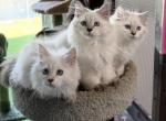 Frostveil - Siberian Cat For Sale - Hollywood&comma; FL&comma; US
