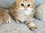 Brittesh long hair  straight - Scottish Straight Kitten For Sale - Helotes&comma; TX&comma; US
