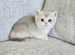 Brithish shorthair female - British Shorthair Kitten For Sale - Helotes&comma; TX&comma; US