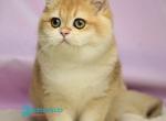 Baton - British Shorthair Kitten For Sale - Pembroke Pines&comma; FL&comma; US