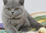 Riki - British Shorthair Kitten For Sale - Pembroke Pines&comma; FL&comma; US