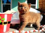 Amber - British Shorthair Cat For Sale - Vancouver&comma; WA&comma; US