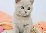Seba - British Shorthair Kitten For Sale - Pembroke Pines&comma; FL&comma; US