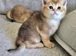 Brittesh shorthair male - British Shorthair Kitten For Sale - Helotes&comma; TX&comma; US