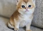Brithish shorthair female - British Shorthair Kitten For Sale - Helotes&comma; TX&comma; US