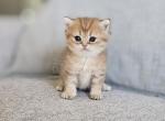 Brittesh straight orange 2 male - British Shorthair Kitten For Sale - Helotes&comma; TX&comma; US