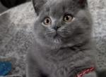 British SH blue male - British Shorthair Kitten For Sale - Clearwater&comma; FL&comma; US