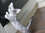 Fancy - Devon Rex Kitten For Sale - Brooklyn&comma; NY&comma; US