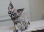 Faina - Devon Rex Kitten For Sale - Brooklyn&comma; NY&comma; US