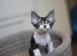 Feleks - Devon Rex Kitten For Sale - Brooklyn&comma; NY&comma; US