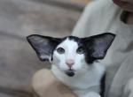 Roscoe - Oriental Kitten For Sale - Brooklyn&comma; NY&comma; US