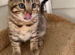 gal - Bengal Kitten For Sale - Crown Point&comma; IN&comma; US