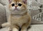 British golden shaded - British Shorthair Kitten For Sale - Staten Island&comma; NY&comma; US