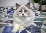 Hannah - Ragdoll Cat For Sale - Tuscaloosa&comma; AL&comma; US