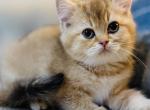 NEMO - British Shorthair Kitten For Sale - Austin&comma; TX&comma; US