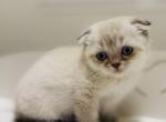 PIXEL scottish fold male - Scottish Fold Cat For Sale - Austin&comma; TX&comma; US