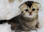 REMI scottish fold female - Scottish Fold Kitten For Sale - Austin&comma; TX&comma; US