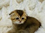 RAMONA - Scottish Fold Kitten For Sale - Austin&comma; TX&comma; US