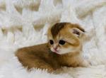 RALPH scottish fold male - Scottish Fold Kitten For Sale - Austin&comma; TX&comma; US