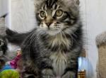 Quentin - Maine Coon Kitten For Sale - Hollywood&comma; FL&comma; US