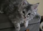 Jellybean - Maine Coon Kitten For Sale - Jefferson City&comma; MO&comma; US