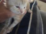 Boots - Maine Coon Kitten For Sale - Jefferson City&comma; MO&comma; US