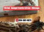 BENGAL KITTEN  CHARCOAL MALE - Bengal Kitten For Sale - IL&comma; US