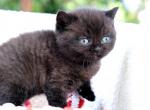 Coco - British Shorthair Kitten For Sale - Vancouver&comma; WA&comma; US