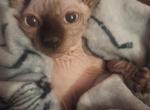 Cisco - Sphynx Kitten For Sale - OH&comma; US
