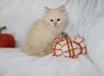 Daffy TICA MALE FLAME MITTED MINK RAGDOLL CHERUBIM - Ragdoll Kitten For Sale - Minerva&comma; OH&comma; US
