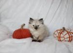 Darla TICA SEAL POINT TORTIE FEMALE RAGDOLL - Ragdoll Kitten For Sale - Minerva&comma; OH&comma; US