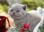 Latte - British Shorthair Kitten For Sale - Vancouver&comma; WA&comma; US