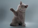 Henry - British Shorthair Kitten For Sale - Norwalk&comma; CT&comma; US