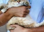 Oscar - British Shorthair Cat For Sale - FL&comma; US