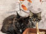 Autumn - Maine Coon Kitten For Sale - Stevens&comma; PA&comma; US