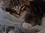 Lucy half breed - Maine Coon Kitten For Sale - Stevens&comma; PA&comma; US