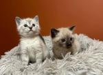 Blue eyes Siamese cats  Siamese kittens - Siamese Kitten For Sale - Lancaster&comma; PA&comma; US