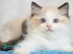 Easton - Ragdoll Kitten For Sale - Pembroke Pines&comma; FL&comma; US