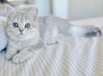 Temecula CA plushy bear blue tabby girl Bijou - Scottish Straight Kitten For Sale - CA&comma; US
