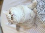 Temecula CA chunky fluffy cheeks lilac girl Oui - Scottish Straight Kitten For Sale - CA&comma; US