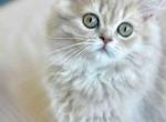 Temecula CA rare longhair lilac girl Avril - Persian Kitten For Sale - CA&comma; US