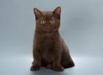 Heidi - British Shorthair Kitten For Sale - Hollywood&comma; FL&comma; US