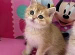 Tommy - British Shorthair Kitten For Sale - New York&comma; NY&comma; US