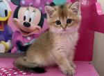 Jimmy - British Shorthair Kitten For Sale - New York&comma; NY&comma; US