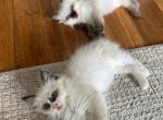 Ragdoll Kittens Available - Ragdoll Kitten For Sale - Mount Vernon&comma; WA&comma; US