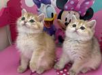 Bri kittens - British Shorthair Kitten For Sale - Brooklyn&comma; NY&comma; US
