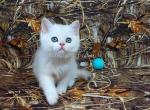 Zefir silver shell chinchilla scottish straight - Scottish Straight Kitten For Sale - CA&comma; US