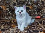 Zarina silver shaded chinchilla scottish straight - Scottish Straight Kitten For Sale - CA&comma; US