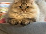Baby Bear from Q'Bella B Litter - British Shorthair Kitten For Sale - Cutlerville&comma; MI&comma; US