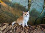 Wanda golden shell ny 12 scottish straight - Scottish Straight Kitten For Sale - CA&comma; US